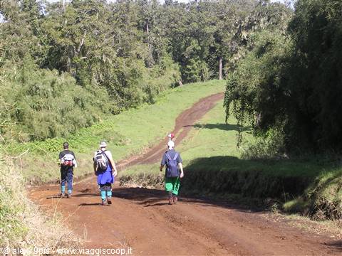 foresta pluviale alle basi del monte Kenya (3300 mt)