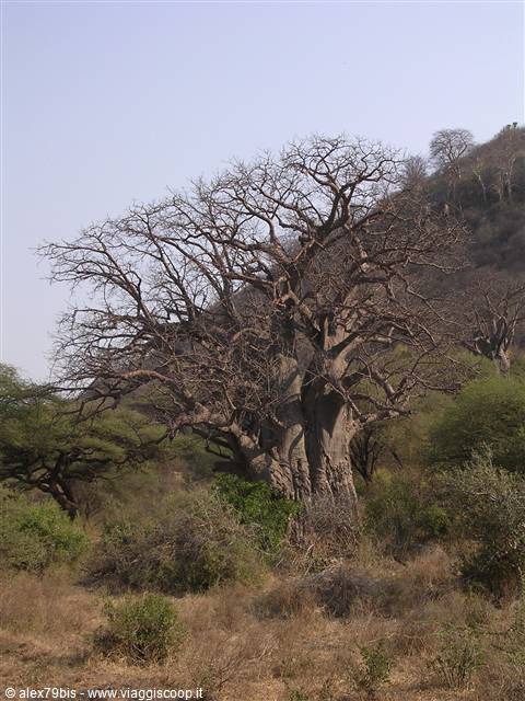 Lake Manyara