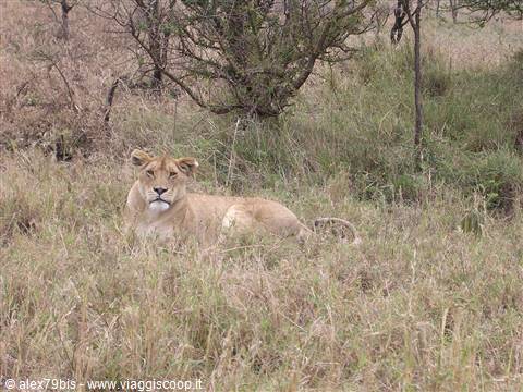 Serengeti