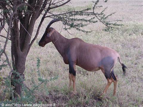 Serengeti