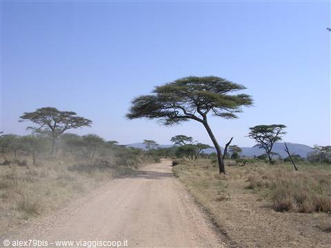Serengeti