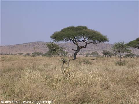 leone che riposa sull'albero