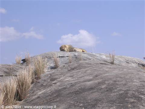 Serengeti