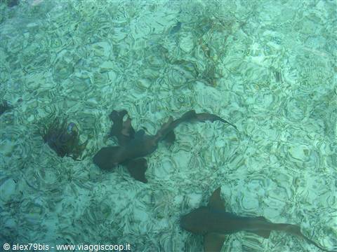squali a Caye Caulker