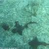 squali a Caye Caulker BELIZE 