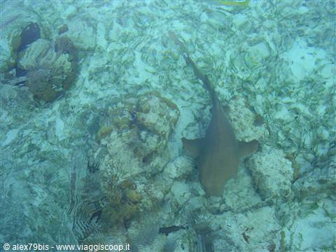 squali a Caye Caulker
