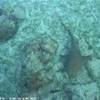 squali a Caye Caulker BELIZE 