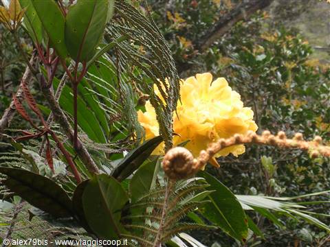 orchidea gialla