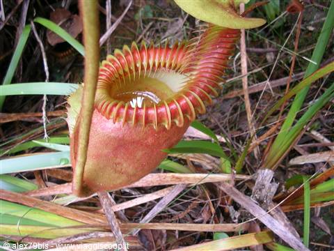 la pianta carnivora più grande al mondo