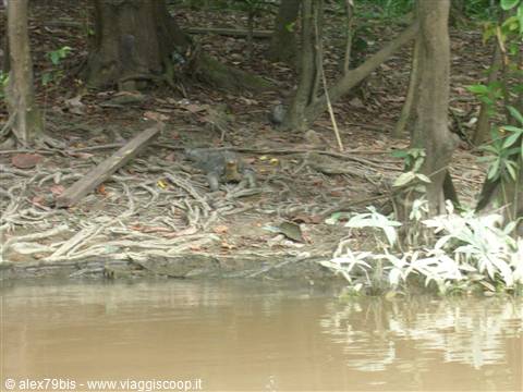 Kinabatangan River
