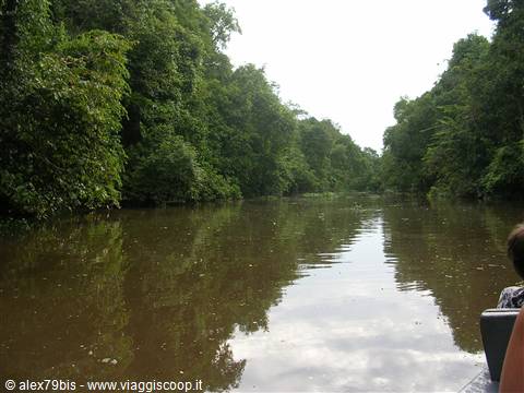 Kinabatangan River