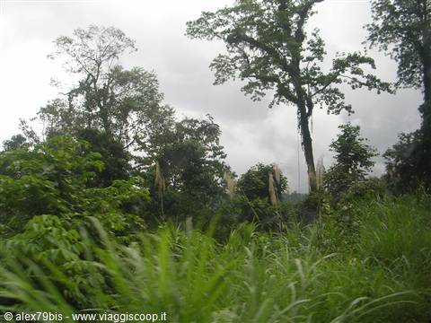 Giungla nel Sulawesi