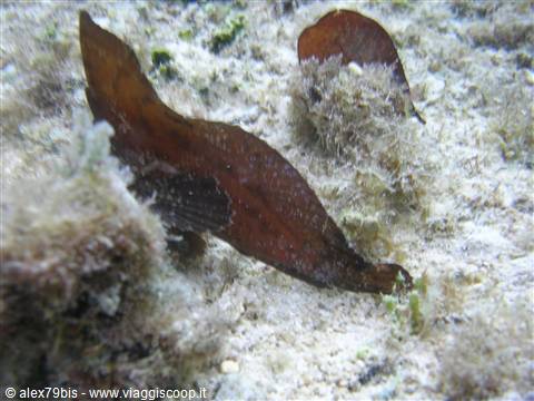 pesce foglia