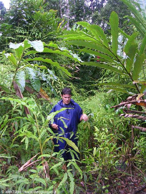 questa è la foresta tropicale!!