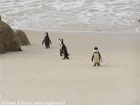 I pinguini di Boulders Beach