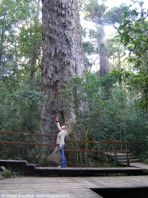 The Big Tree