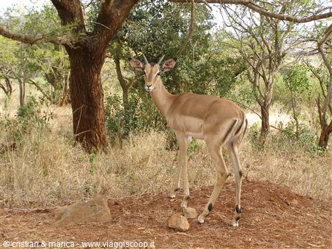 Il nostro primo impala