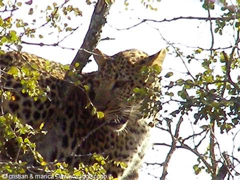 Il leopardo