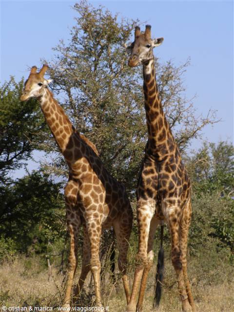 Una coppia di giraffe