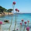 palombaggia sud FRANCIA 