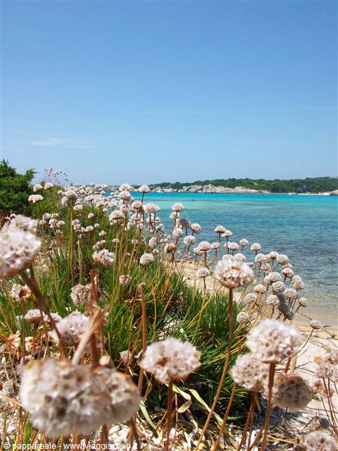 isola piana, non solo gabbiani