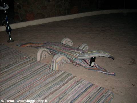 Coccodrillo