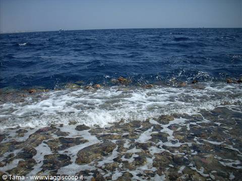 La barriera corallina