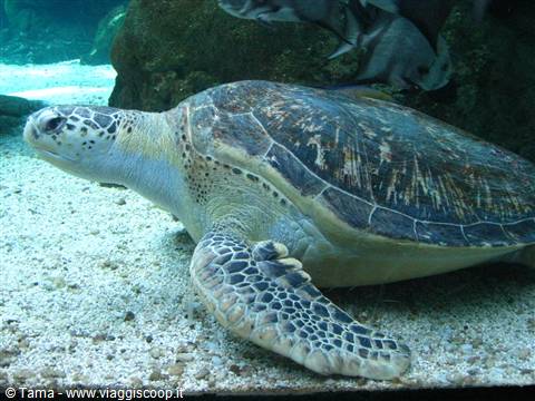 Acquario