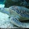 Acquario ITALIA 