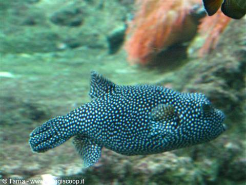 Acquario