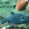 Acquario ITALIA 