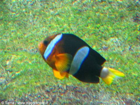 Acquario