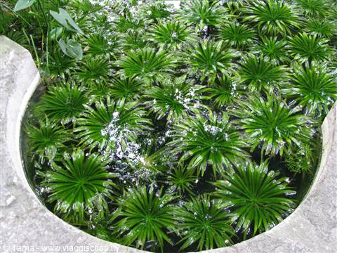 Orto Botanico