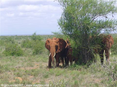 elefanti a Tsavo East