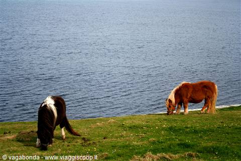 Pony delle Shetland