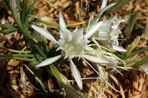 Pancratium maritimum