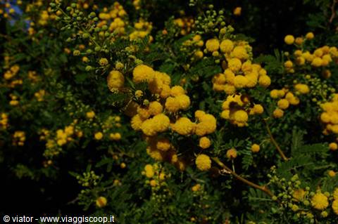 Un campione della ricca macchia mediterranea