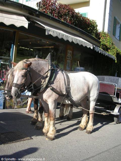 Cavalli tirolesi