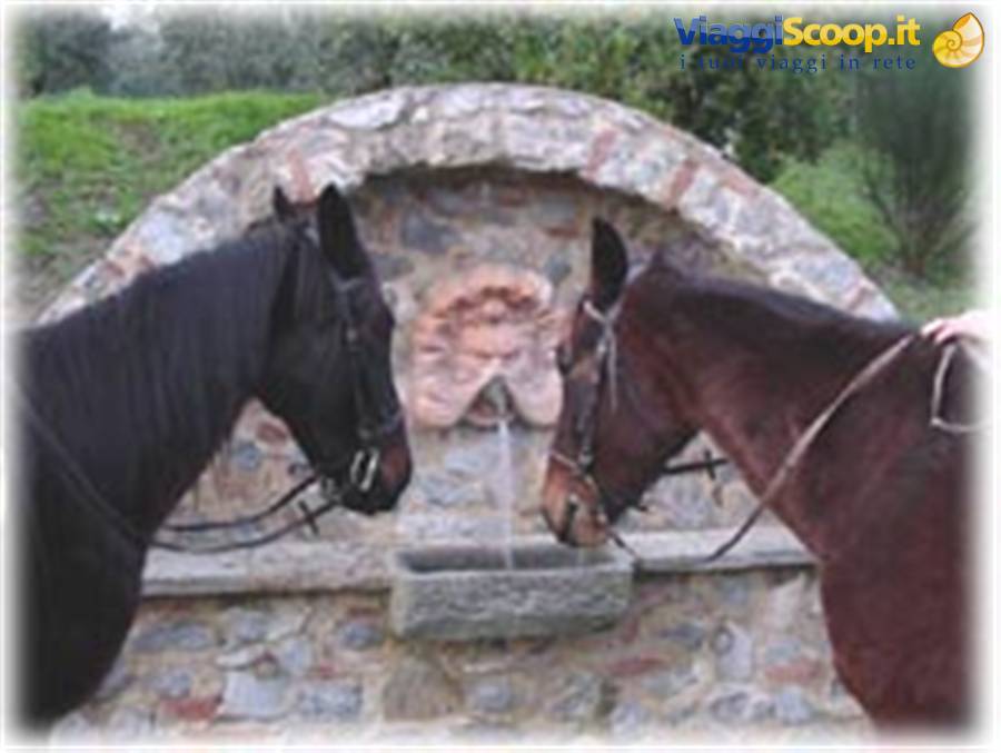 Cavalli in campgna firenze agriturismo il piastrino