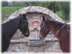 Cavalli in campgna firenze agriturismo il piastrino