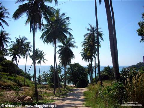 koh tao palme