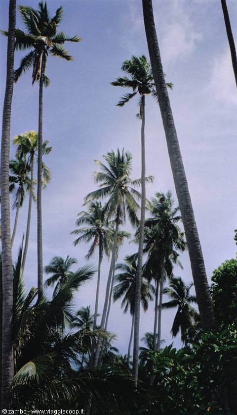 Palme Mabul