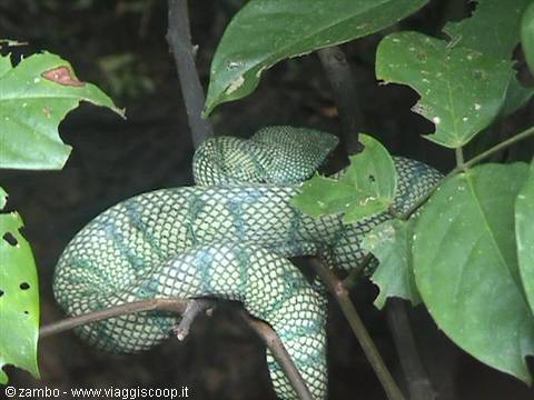 Vipera verde