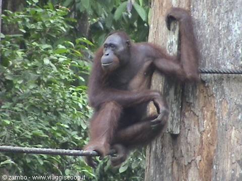 Orang Utan a Sepilok