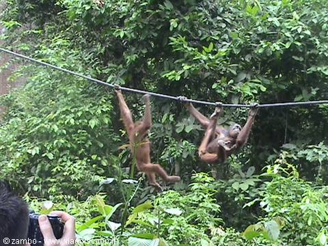 Orang Utan