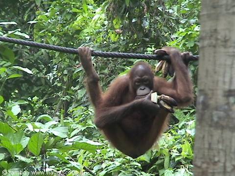 Orang Utan