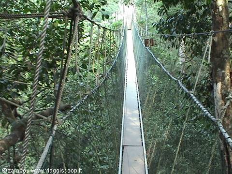 Canopy