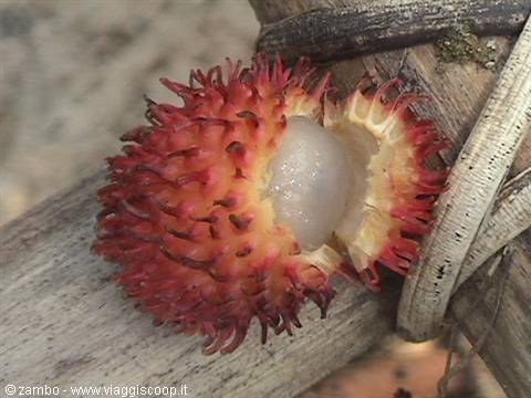 Rambutan