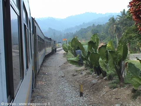 Jungle Train