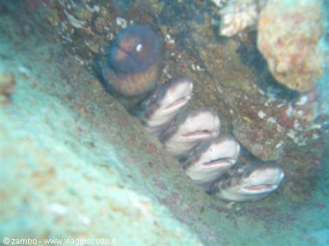 Murena e Bamboo Sharks